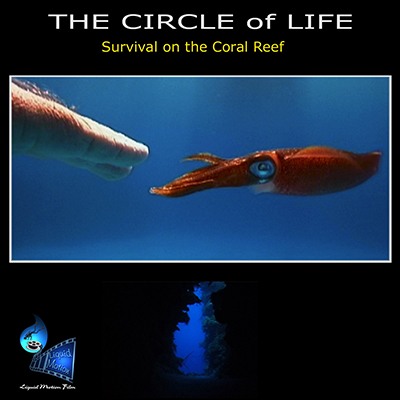 Liquid Motion Underwater Film Production Company - Professional Underwater Film Services, #underwaterfilmservices #underwaterfilmmaking #underwaterfilmcourses #underwaterproductionservices #underwatercameraman, National Geographic, Fox, The Reef Series, The Perfect Reef, Talking With Fishes, The circle of life
